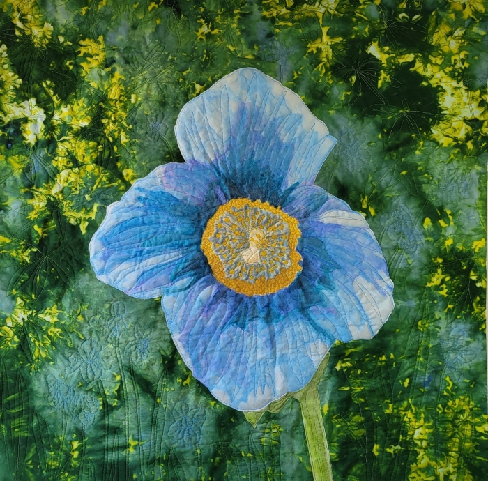 Meconopsis betonicfolia by Kasey Meier