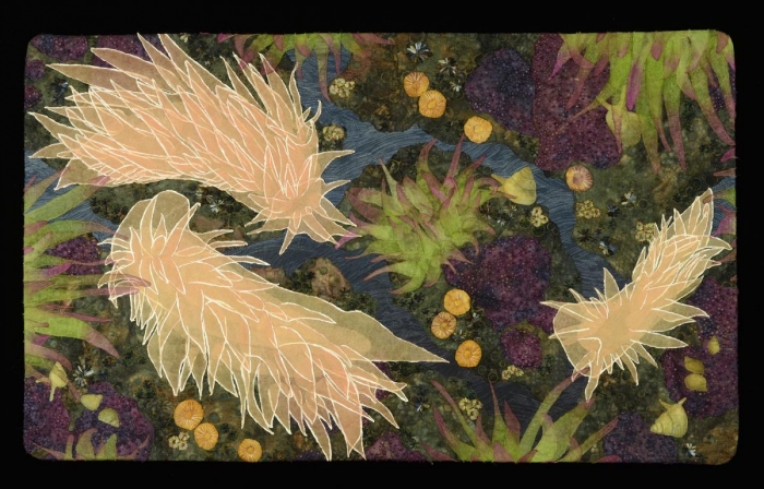 Nudibranchs by Carla Stehr